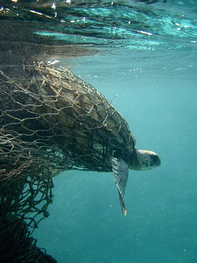 sea turtle trapped in ghost net