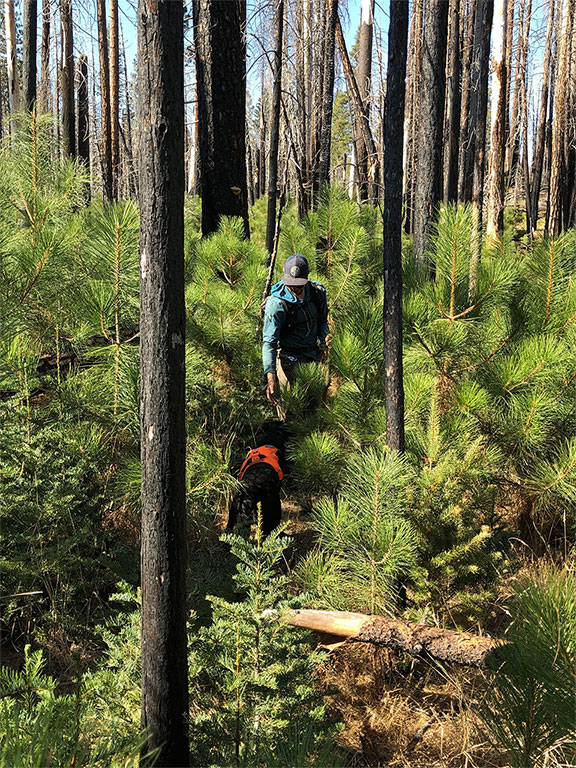 photo of someone working in a forest