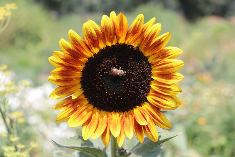 a sunflower