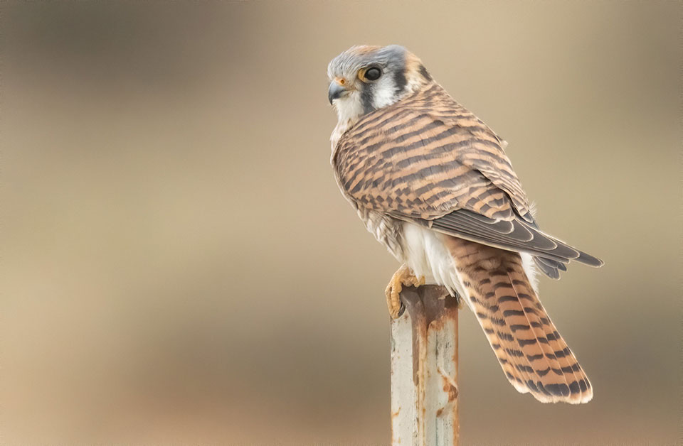 a bird of prey on a fencepost