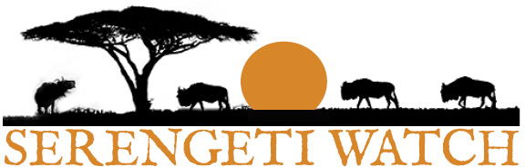 silhouette of wildlife under an accacia tree, words serengeti watch